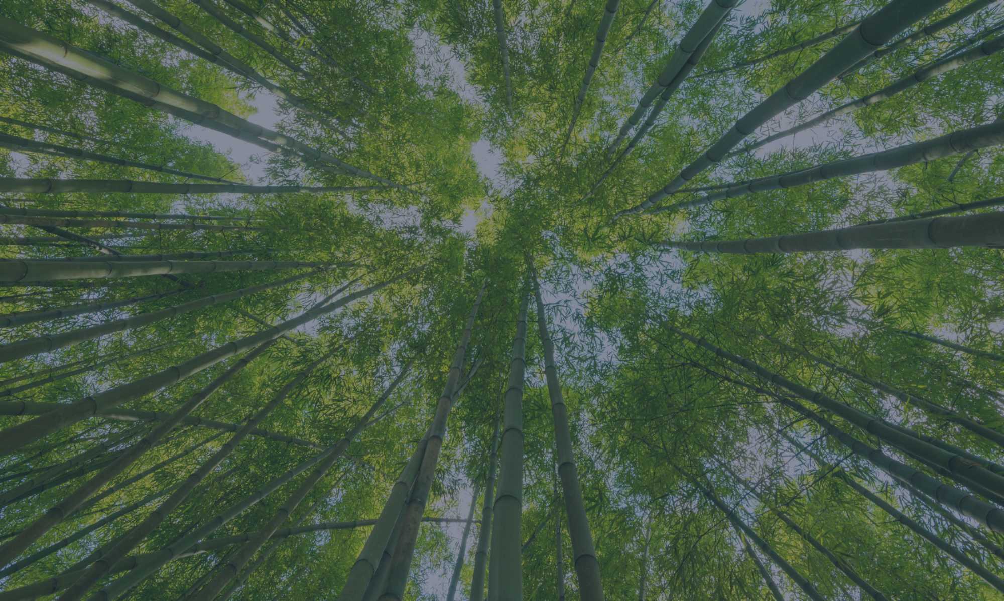 Conjunto de árboles vistos desde abajo.